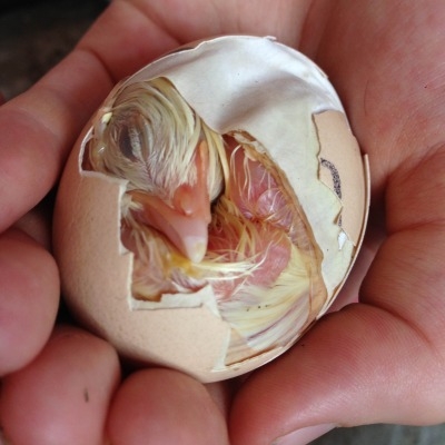 games news june 3 egg