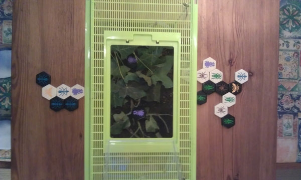 brendan hive 16
